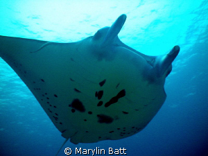 Manta soaring over Tubbataha Reef by Marylin Batt 